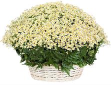 Цветочная композиция из Ромашки в корзине #REPLACE_PRED# Космодемьянский